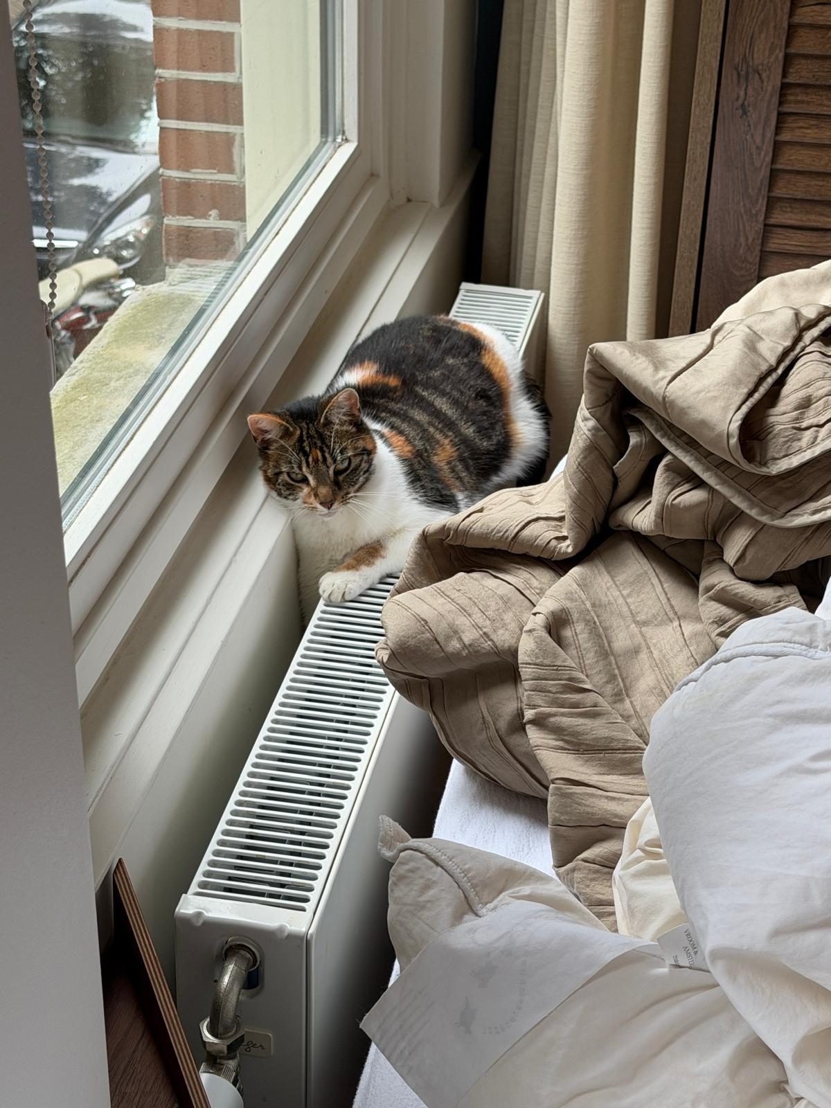 Beauty, the inn&rsquo;s resident calico cat, on a sunny windowsill