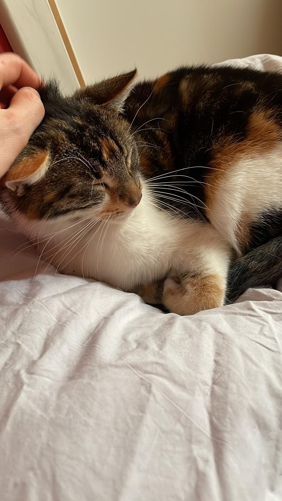 Beauty enjoying a chin scratch