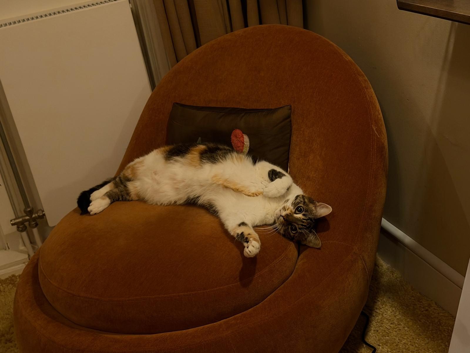 Beauty stretched out on a velvet chair