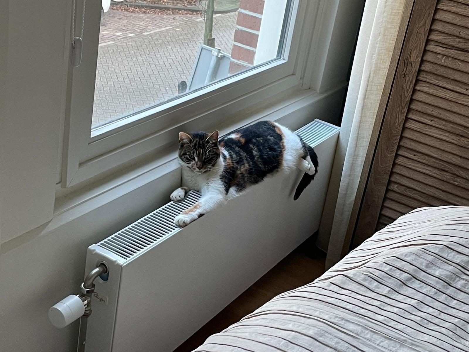 Beauty watching the street from a windowsill