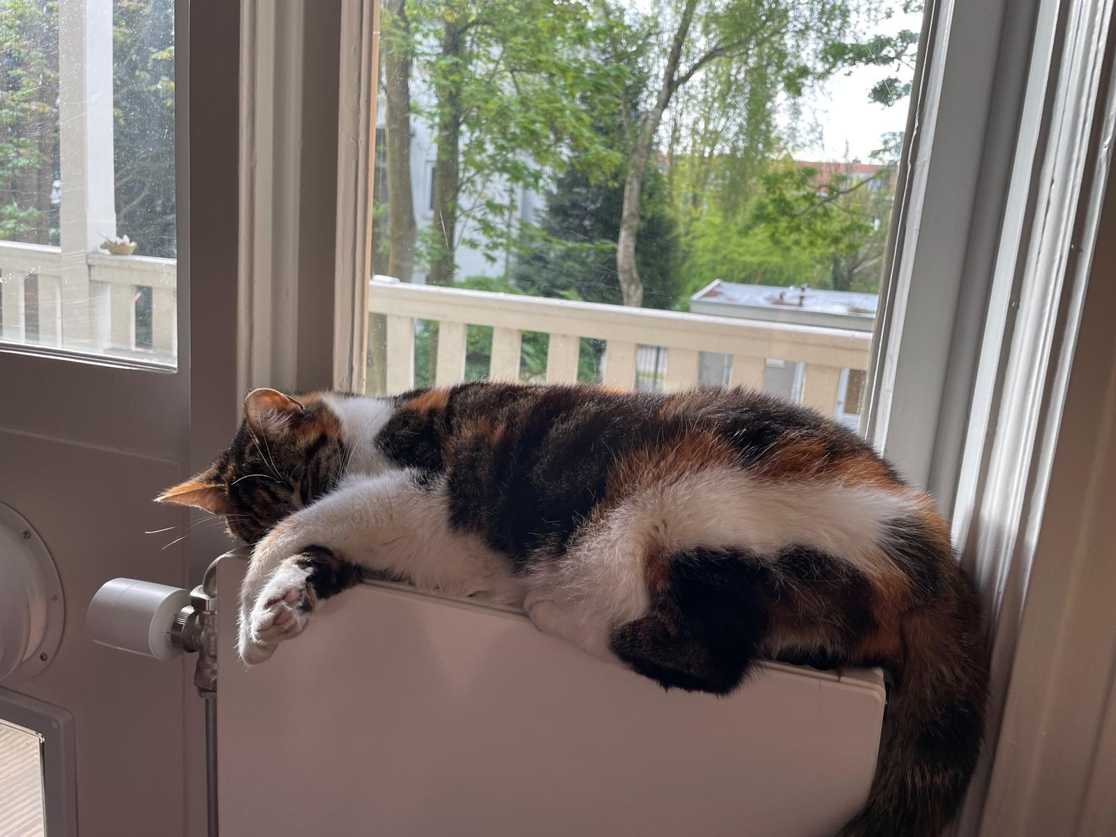 Beauty asleep on a radiator by the window