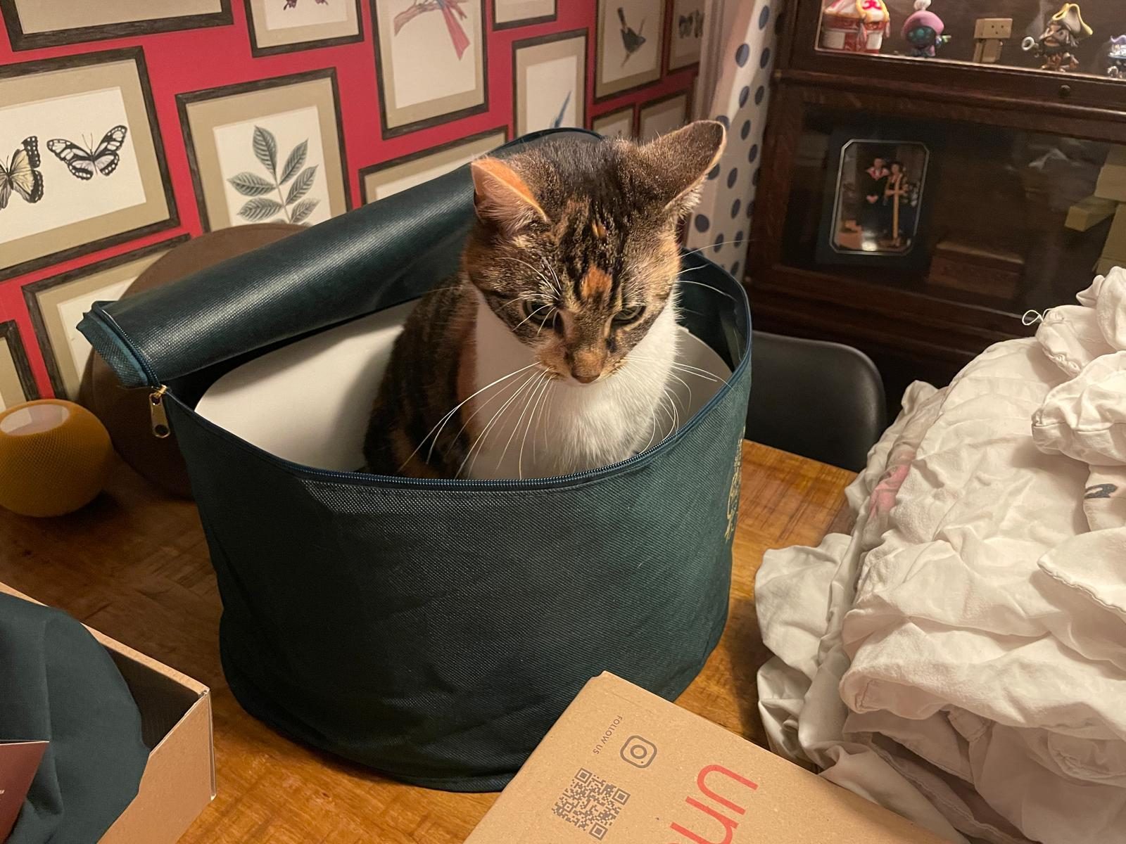 Beauty curled up in a basket by the gallery wall